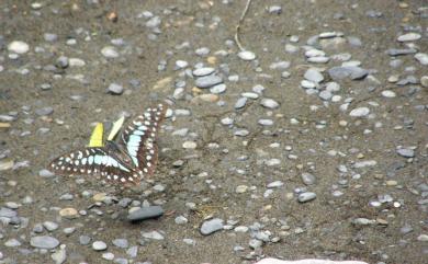 Graphium doson postianus 木蘭青鳳蝶