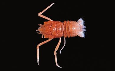 Munidopsis cidaris Baba, 1994 司德維士仿刺鎧蝦