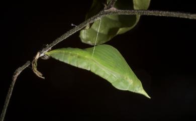 Eurema andersoni godana (Fruhstorfer,1910) 淡色黃蝶