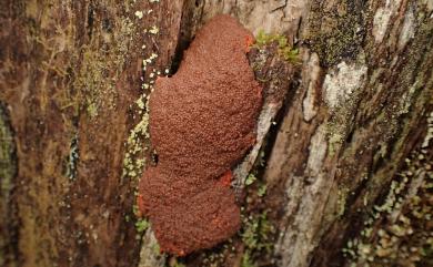 Tubifera 筒黏菌屬