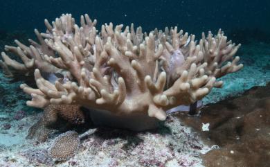 Sinularia maxima Verseveldt, 1971 巨大指形軟珊瑚