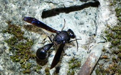 Coeleumenes burmanicus thoracicus