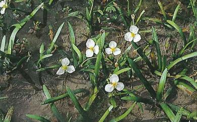 Sagittaria pygmaea Miq. 瓜皮草