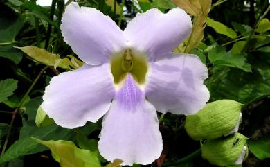 Thunbergia grandiflora 大鄧伯花