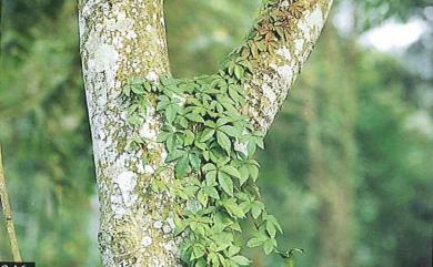 Tetrastigma umbellatum 臺灣崖爬藤