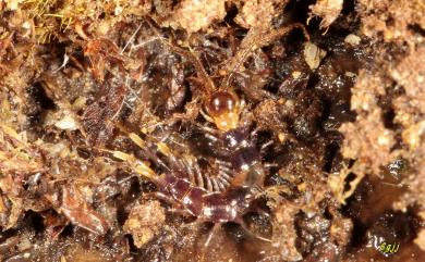 Lithobius ongi Takakuwa, 1939 王氏石蜈蚣