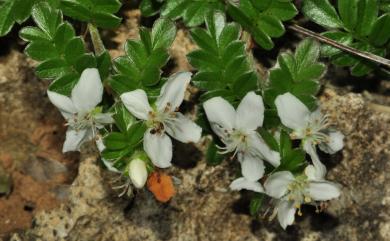 Osteomeles anthyllidifolia var. subrotunda 小石積