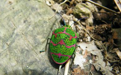 Poecilocoris lewisi (Distant, 1883) 拉維斯氏寬盾椿象