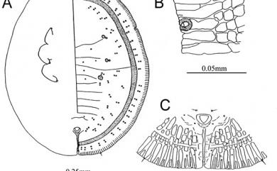 Asialeyrodes lushanensis Ko, 1993 廬山粉蝨