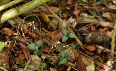 Cheirostylis liukiuensis Masam. 琉球指柱蘭