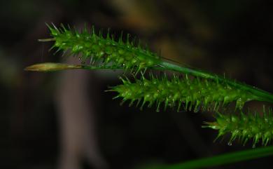 Carex brevicuspis C.B.Clarke 大山宿柱薹