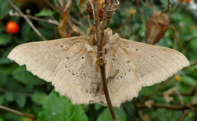 Hulodes caranea (Cramer, 1780) 木裳蛾