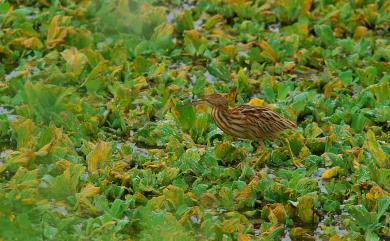 Ixobrychus sinensis (J. F. Gmelin, 1789) 黃小鷺