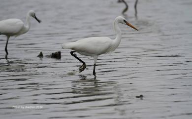 Egretta eulophotes (Swinhoe, 1860) 唐白鷺