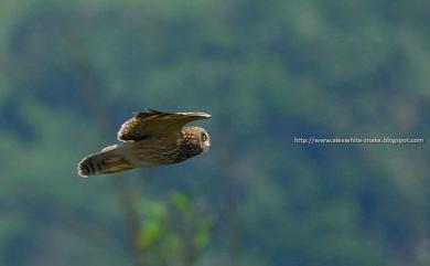 Asio flammeus (Pontoppidan, 1763) 短耳鴞