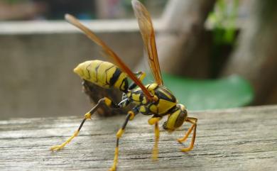 Polistes rothneyi Cameron, 1900 黑紋長腳蜂