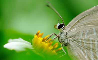 Jamides alecto dromicus (Fruhstorfer, 1910) 淡青雅波灰蝶