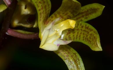 Chrysoglossum ornatum Blume 黃唇蘭