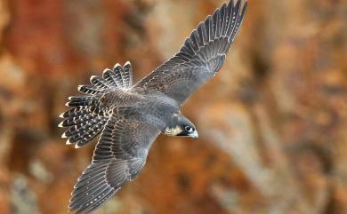 Falco peregrinus peregrinator (Sundevall, 1837) 遊隼(赤胸隼)