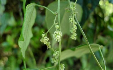 Cyclea ochiaiana (Yamam.) S.F. Huang & T.C. Huang 臺灣土防己