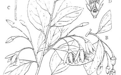 Styrax formosanus var. formosanus 烏皮九芎