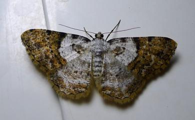 Psilalcis albibasis (Hampson, 1895) 白基土黃擬霜尺蛾