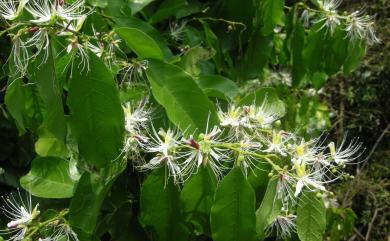 Capparis micracantha var. henryi (Matsum.) Jacobs 小刺山柑