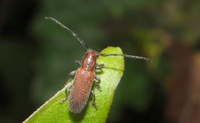 Pseudanaesthetis rufipennis (Matsushita, 1933) 紅翅平山天牛