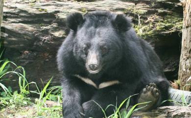 Ursus thibetanus formosanus Swinhoe, 1864 臺灣黑熊