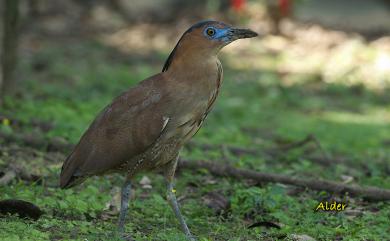 Gorsachius melanolophus (Raffles, 1822) 黑冠麻鷺