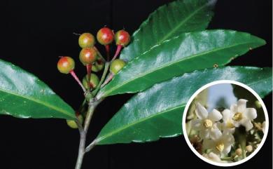 Ardisia crenata 硃砂根