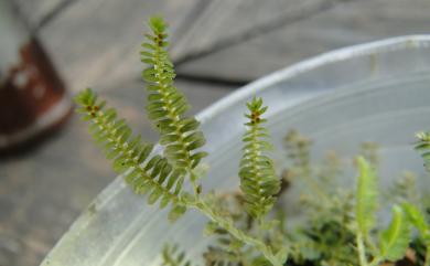 Selaginella aristata Spring 膜葉卷柏