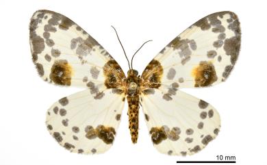 Abraxas suspecta Warren, 1894