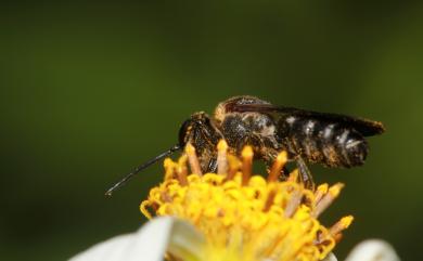 Megachilidae 切葉蜂科