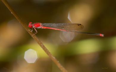 Pseudagrion pilidorsum pilidorsum 弓背細蟌