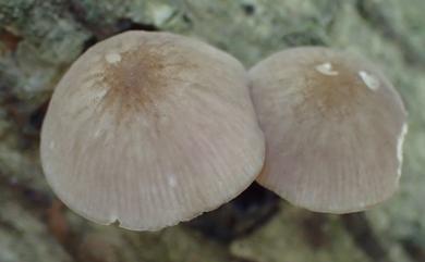 Pluteus 光柄菇屬