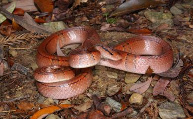 Oreocryptophis porphyraceus kawakamii (Oshima, 1910) 紅竹蛇