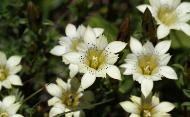 Gentiana scabrida var. punctulata S.S.Ying 黑斑龍膽