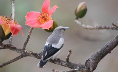 Sturnia sinensis (Gmelin, 1788) 灰背椋鳥