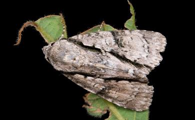 Fascionycta fasciata (Moore, [1884]) 條首夜蛾