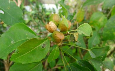 Croton tiglium 巴豆