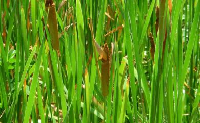 Typha orientalis 香蒲