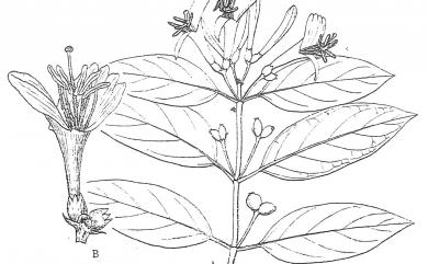 Lonicera acuminata Wall. 阿里山忍冬