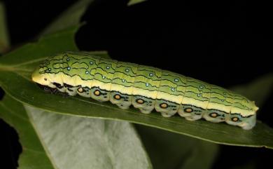 Papilio epycides melanoleucus Ney, 1911 黃星斑鳳蝶