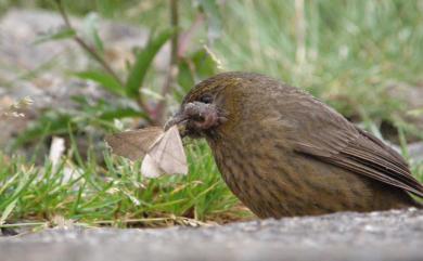 Carpodacus formosanus Ogilvie-Grant, 1911 臺灣朱雀