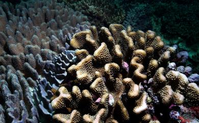 Pocillopora woodjonesi Vaughan, 1918 伍氏鹿角珊瑚