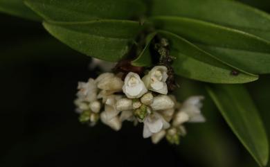 Appendicula fenixii (Ames) Schltr. 長葉竹節蘭