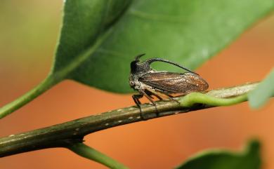 Telingana formosana (Matsumura, 1912) 臺灣弧角蟬