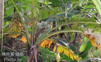 Musa itinerans var. formosana 臺灣芭蕉