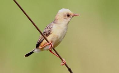 Cisticola exilis volitans (Swinhoe, 1859) 黃頭扇尾鶯